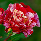Scentimental Rose Seedlings Flower Seeds Perennial Growing Bonsai Corms Tubers Potted Planting Reblooming Fragrant Garden Roots Rhizomes Species Blooms Plant Bulbs Gardening Tree