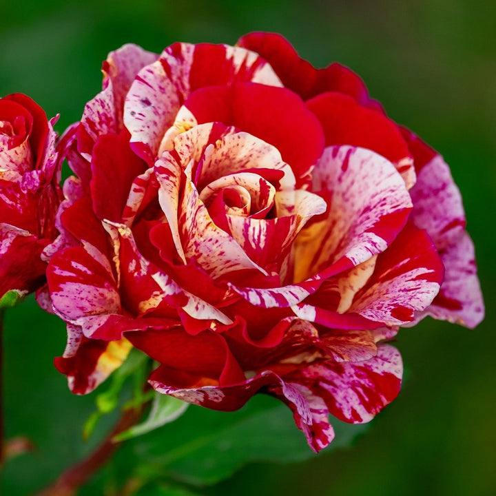 Scentimental Rose Seedlings Flower Seeds Perennial Growing Bonsai Corms Tubers Potted Planting Reblooming Fragrant Garden Roots Rhizomes Species Blooms Plant Bulbs Gardening Tree