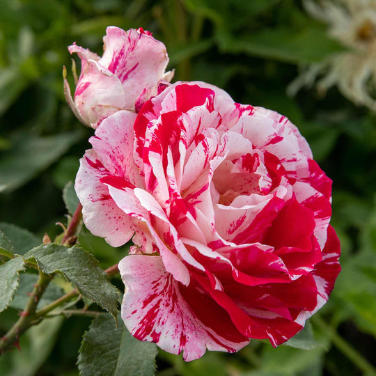 Scentimental Rose Seedlings Flower Seeds Perennial Growing Bonsai Corms Tubers Potted Planting Reblooming Fragrant Garden Roots Rhizomes Species Blooms Plant Bulbs Gardening Tree