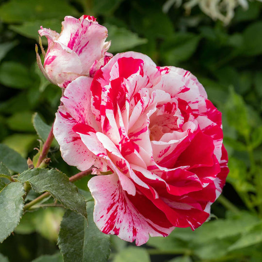 Scentimental Rose Seedlings Flower Seeds Perennial Growing Bonsai Corms Tubers Potted Planting Reblooming Fragrant Garden Roots Rhizomes Species Blooms Plant Bulbs Gardening Tree