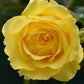 Power Gold Rose Seedlings Flower Seeds Perennial Growing Bonsai Corms Tubers Potted Planting Reblooming Fragrant Garden Roots Rhizomes Species Blooms Plant Bulbs Gardening Tree