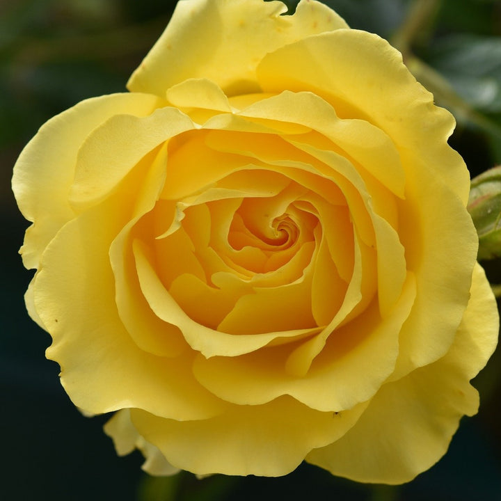 Sunny Sky Rose Seedlings Flower Seeds Perennial Growing Bonsai Corms Tubers Potted Planting Reblooming Fragrant Garden Roots Rhizomes Species Blooms Plant Bulbs Gardening Tree
