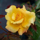 Power Gold Rose Seedlings Flower Seeds Perennial Growing Bonsai Corms Tubers Potted Planting Reblooming Fragrant Garden Roots Rhizomes Species Blooms Plant Bulbs Gardening Tree