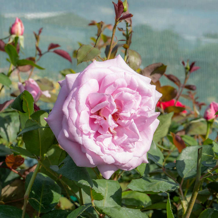 Blue Moon Rose Seedlings Flower Seeds Perennial Growing Bonsai Corms Tubers Potted Planting Reblooming Fragrant Garden Roots Rhizomes Species Blooms Plant Bulbs Gardening Tree