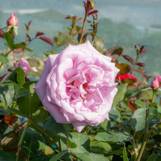 Blue Moon Rose Seedlings Flower Seeds Perennial Growing Bonsai Corms Tubers Potted Planting Reblooming Fragrant Garden Roots Rhizomes Species Blooms Plant Bulbs Gardening Tree