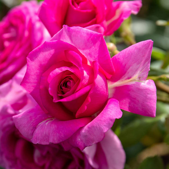 Claire Rose Seedlings Flower Seeds Perennial Growing Bonsai Corms Tubers Potted Planting Reblooming Fragrant Garden Roots Rhizomes Species Blooms Plant Bulbs Gardening Tree