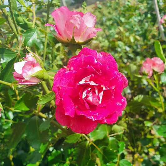 Celebrate Rose Seedlings Flower Seeds Perennial Growing Bonsai Corms Tubers Potted Planting Reblooming Fragrant Garden Roots Rhizomes Species Blooms Plant Bulbs Gardening Tree