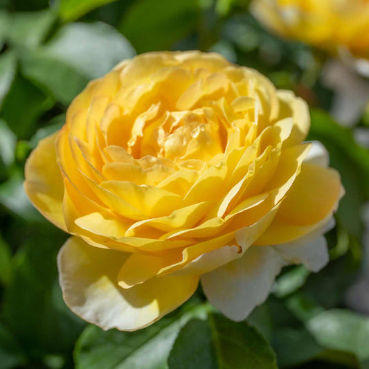Belle de Jour Rose Seedlings Flower Seeds Perennial Growing Bonsai Corms Tubers Potted Planting Reblooming Fragrant Garden Roots Rhizomes Species Blooms Plant Bulbs Gardening Tree