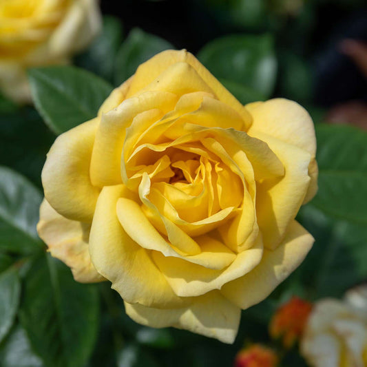 Arthur Bell Rose Seedlings Flower Seeds Perennial Growing Bonsai Corms Tubers Potted Planting Reblooming Fragrant Garden Roots Rhizomes Species Blooms Plant Bulbs Gardening Tree