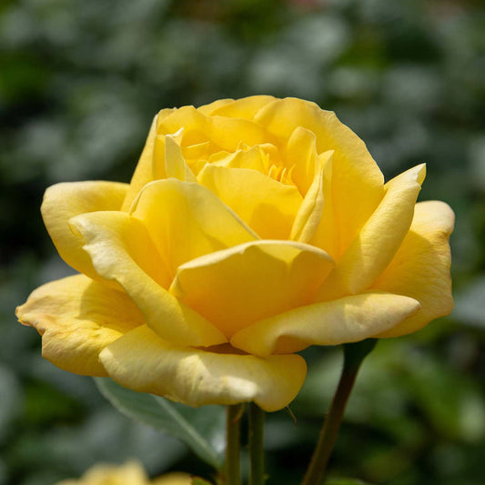 Arthur Bell Rose Seedlings Flower Seeds Perennial Growing Bonsai Corms Tubers Potted Planting Reblooming Fragrant Garden Roots Rhizomes Species Blooms Plant Bulbs Gardening Tree