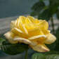 Arthur Bell Rose Seedlings Flower Seeds Perennial Growing Bonsai Corms Tubers Potted Planting Reblooming Fragrant Garden Roots Rhizomes Species Blooms Plant Bulbs Gardening Tree
