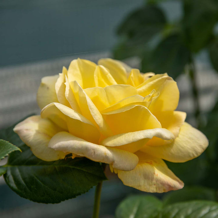 Arthur Bell Rose Seedlings Flower Seeds Perennial Growing Bonsai Corms Tubers Potted Planting Reblooming Fragrant Garden Roots Rhizomes Species Blooms Plant Bulbs Gardening Tree