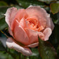 Power Rose Seedlings Flower Seeds Perennial Growing Bonsai Corms Tubers Potted Planting Reblooming Fragrant Garden Roots Rhizomes Species Blooms Plant Bulbs Gardening Tree