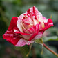 Rock 'n' Roll Rose Seedlings Flower Seeds Perennial Growing Bonsai Corms Tubers Potted Planting Reblooming Fragrant Garden Roots Rhizomes Species Blooms Plant Bulbs Gardening Tree