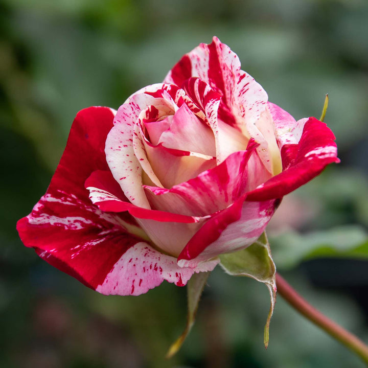 Rock 'n' Roll Rose Seedlings Flower Seeds Perennial Growing Bonsai Corms Tubers Potted Planting Reblooming Fragrant Garden Roots Rhizomes Species Blooms Plant Bulbs Gardening Tree