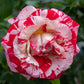 Rock 'n' Roll Rose Seedlings Flower Seeds Perennial Growing Bonsai Corms Tubers Potted Planting Reblooming Fragrant Garden Roots Rhizomes Species Blooms Plant Bulbs Gardening Tree