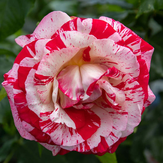 growing rock rose from seed Rock 'n' Roll Rose Seedlings Flower Seeds Perennial Growing Bonsai Co –  Easytogrowbulb