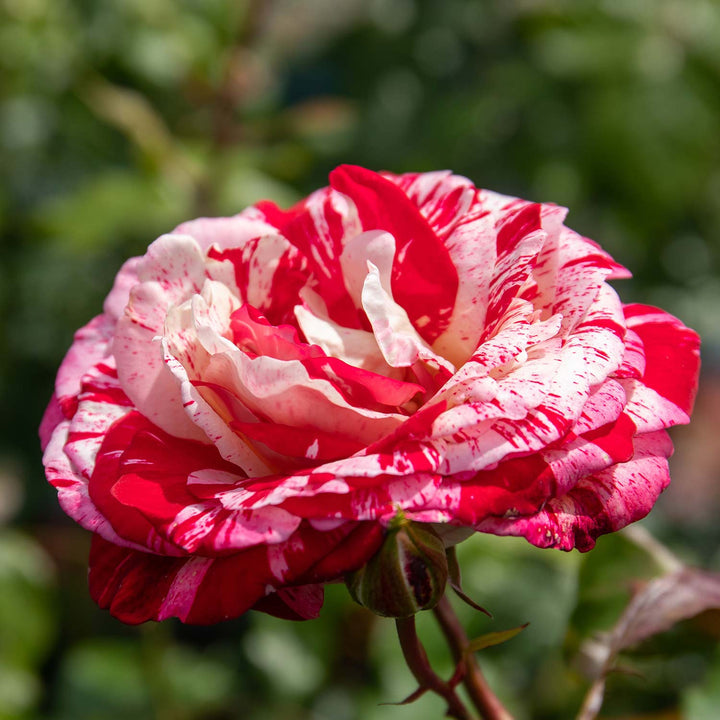 Rock 'n' Roll Rose Seedlings Flower Seeds Perennial Growing Bonsai Corms Tubers Potted Planting Reblooming Fragrant Garden Roots Rhizomes Species Blooms Plant Bulbs Gardening Tree