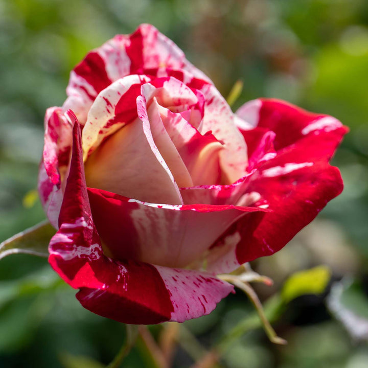 Rock 'n' Roll Rose Seedlings Flower Seeds Perennial Growing Bonsai Corms Tubers Potted Planting Reblooming Fragrant Garden Roots Rhizomes Species Blooms Plant Bulbs Gardening Tree
