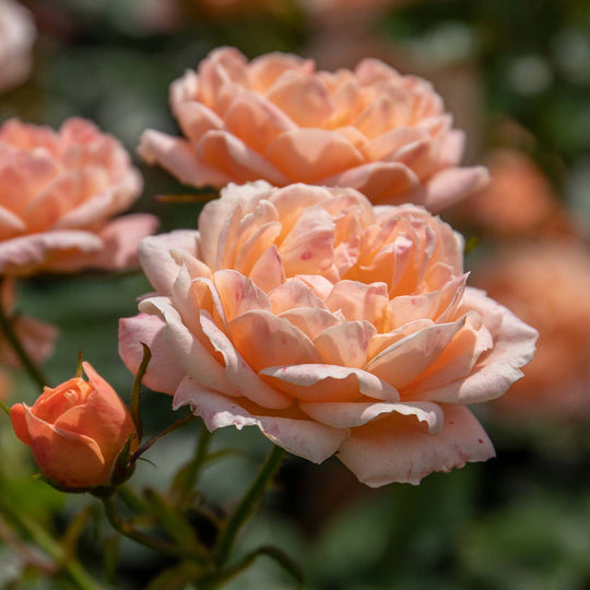 Sweet Dream Rose Seedlings Flower Seeds Perennial Growing Bonsai Corms Tubers Potted Planting Reblooming Fragrant Garden Roots Rhizomes Species Blooms Plant Bulbs Gardening Tree