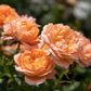 Sweet Dream Rose Seedlings Flower Seeds Perennial Growing Bonsai Corms Tubers Potted Planting Reblooming Fragrant Garden Roots Rhizomes Species Blooms Plant Bulbs Gardening Tree
