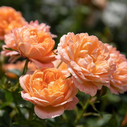 Sweet Dream Rose Seedlings Flower Seeds Perennial Growing Bonsai Corms Tubers Potted Planting Reblooming Fragrant Garden Roots Rhizomes Species Blooms Plant Bulbs Gardening Tree