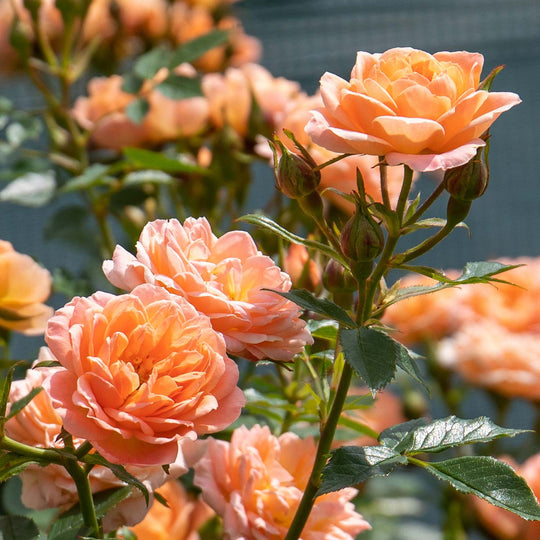 Sweet Dream Rose Seedlings Flower Seeds Perennial Growing Bonsai Corms Tubers Potted Planting Reblooming Fragrant Garden Roots Rhizomes Species Blooms Plant Bulbs Gardening Tree