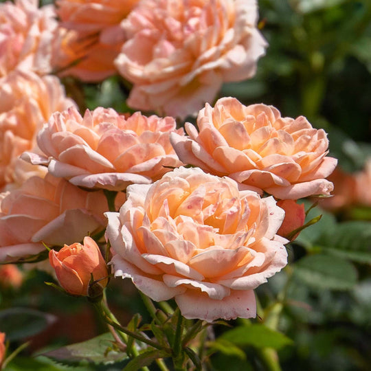 Sweet Dream Rose Seedlings Flower Seeds Perennial Growing Bonsai Corms Tubers Potted Planting Reblooming Fragrant Garden Roots Rhizomes Species Blooms Plant Bulbs Gardening Tree