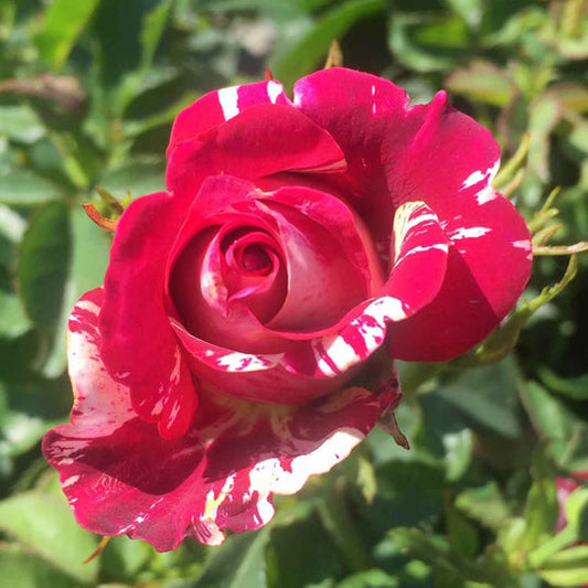 Ancona Rose Seedlings Flower Seeds Perennial Growing Bonsai Corms Tubers Potted Planting Reblooming Fragrant Garden Roots Rhizomes Species Blooms Plant Bulbs Gardening Tree