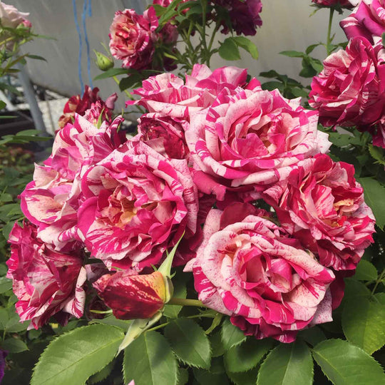 Ancona Rose Seedlings Flower Seeds Perennial Growing Bonsai Corms Tubers Potted Planting Reblooming Fragrant Garden Roots Rhizomes Species Blooms Plant Bulbs Gardening Tree