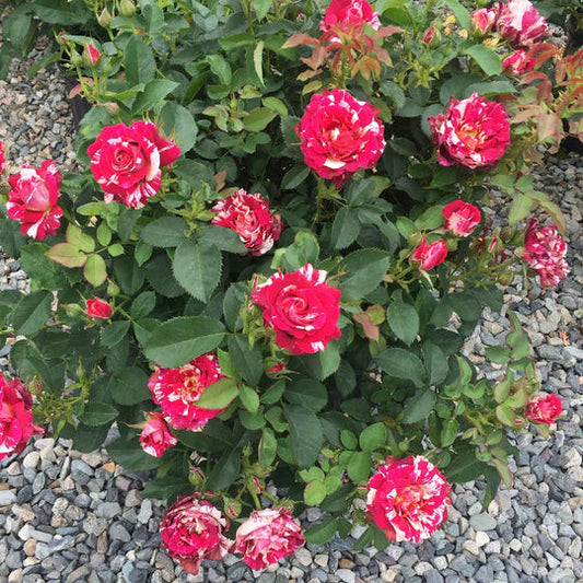 Ancona Rose Seedlings Flower Seeds Perennial Growing Bonsai Corms Tubers Potted Planting Reblooming Fragrant Garden Roots Rhizomes Species Blooms Plant Bulbs Gardening Tree