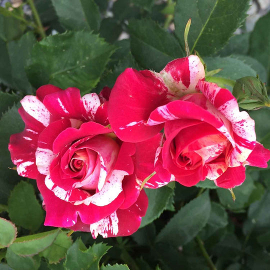 Ancona Rose Seedlings Flower Seeds Perennial Growing Bonsai Corms Tubers Potted Planting Reblooming Fragrant Garden Roots Rhizomes Species Blooms Plant Bulbs Gardening Tree