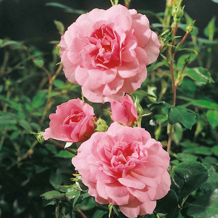 Bonica Rose Seedlings Flower Seeds Perennial Growing Bonsai Corms Tubers Potted Planting Reblooming Fragrant Garden Roots Rhizomes Species Blooms Plant Bulbs Gardening Tree