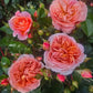 Wonderful Rose Seedlings Flower Seeds Perennial Growing Bonsai Corms Tubers Potted Planting Reblooming Fragrant Garden Roots Rhizomes Species Blooms Plant Bulbs Gardening Tree