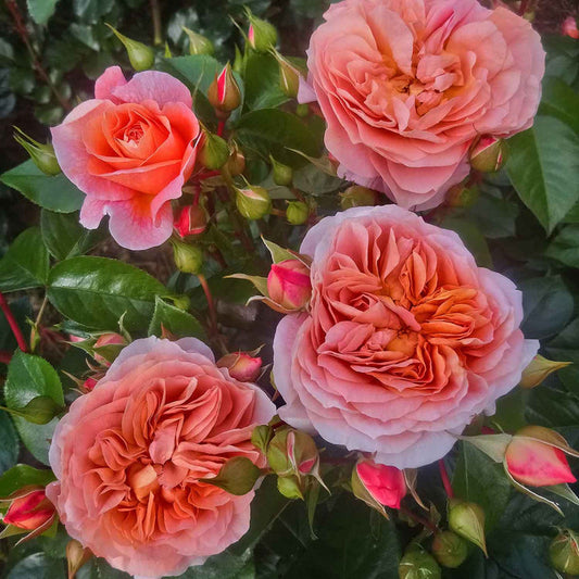 Wonderful Rose Seedlings Flower Seeds Perennial Growing Bonsai Corms Tubers Potted Planting Reblooming Fragrant Garden Roots Rhizomes Species Blooms Plant Bulbs Gardening Tree
