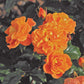 Precious Amber Rose Seedlings Flower Seeds Perennial Growing Bonsai Corms Tubers Potted Planting Reblooming Fragrant Garden Roots Rhizomes Species Blooms Plant Bulbs Gardening Tree