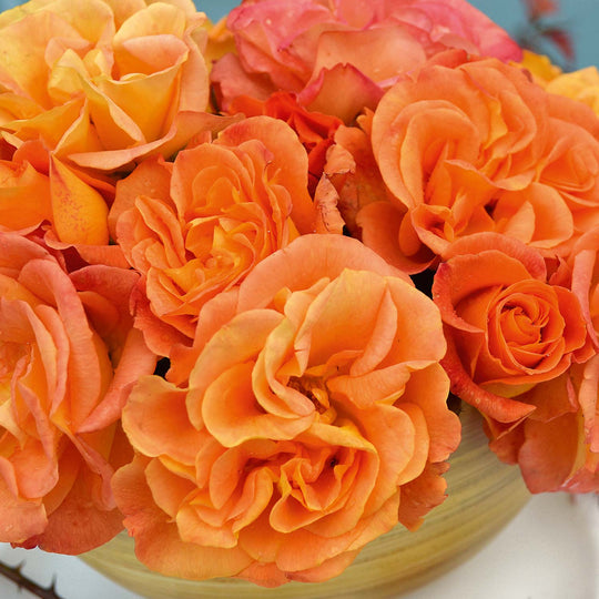 Precious Amber Rose Seedlings Flower Seeds Perennial Growing Bonsai Corms Tubers Potted Planting Reblooming Fragrant Garden Roots Rhizomes Species Blooms Plant Bulbs Gardening Tree