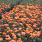 Precious Amber Rose Seedlings Flower Seeds Perennial Growing Bonsai Corms Tubers Potted Planting Reblooming Fragrant Garden Roots Rhizomes Species Blooms Plant Bulbs Gardening Tree