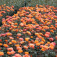 Precious Amber Rose Seedlings Flower Seeds Perennial Growing Bonsai Corms Tubers Potted Planting Reblooming Fragrant Garden Roots Rhizomes Species Blooms Plant Bulbs Gardening Tree