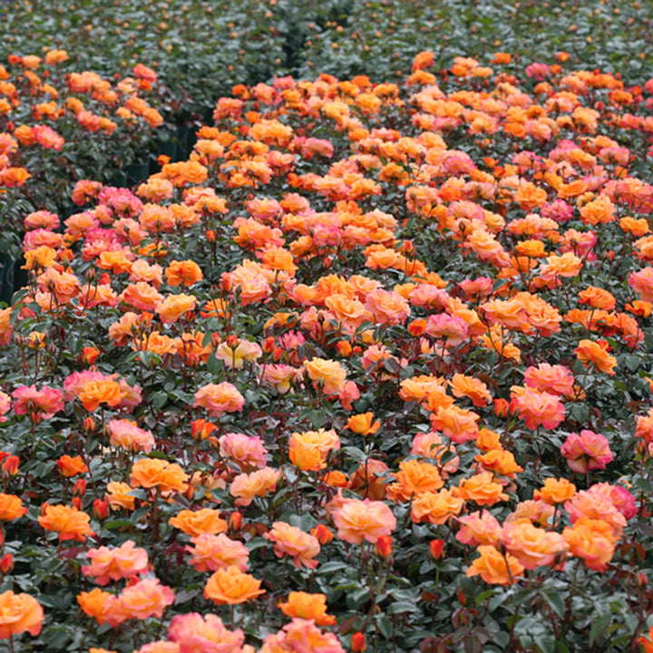 Precious Amber Rose Seedlings Flower Seeds Perennial Growing Bonsai Corms Tubers Potted Planting Reblooming Fragrant Garden Roots Rhizomes Species Blooms Plant Bulbs Gardening Tree