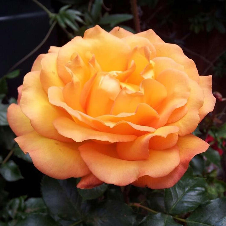 Precious Amber Rose Seedlings Flower Seeds Perennial Growing Bonsai Corms Tubers Potted Planting Reblooming Fragrant Garden Roots Rhizomes Species Blooms Plant Bulbs Gardening Tree