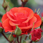Precious Love Rose Plant Seedlings Flower Seeds Perennial Growing Bonsai Corms Tubers Potted Planting Reblooming Fragrant Garden Roots Rhizomes Species Blooms Bulbs Gardening Tree