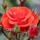 Precious Love Rose Seedlings Flower Seeds Perennial Growing Bonsai Corms Tubers Potted Planting Reblooming Fragrant Garden Roots Rhizomes Species Blooms Plant Bulbs Gardening Tree