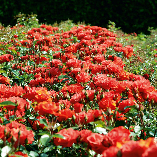 Precious Love Rose Plant Seedlings Flower Seeds Perennial Growing Bonsai Corms Tubers Potted Planting Reblooming Fragrant Garden Roots Rhizomes Species Blooms Bulbs Gardening Tree