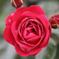 Precious Ruby Rose Seedlings Flower Seeds Perennial Growing Bonsai Corms Tubers Potted Planting Reblooming Fragrant Garden Roots Rhizomes Species Blooms Plant Bulbs Gardening Tree