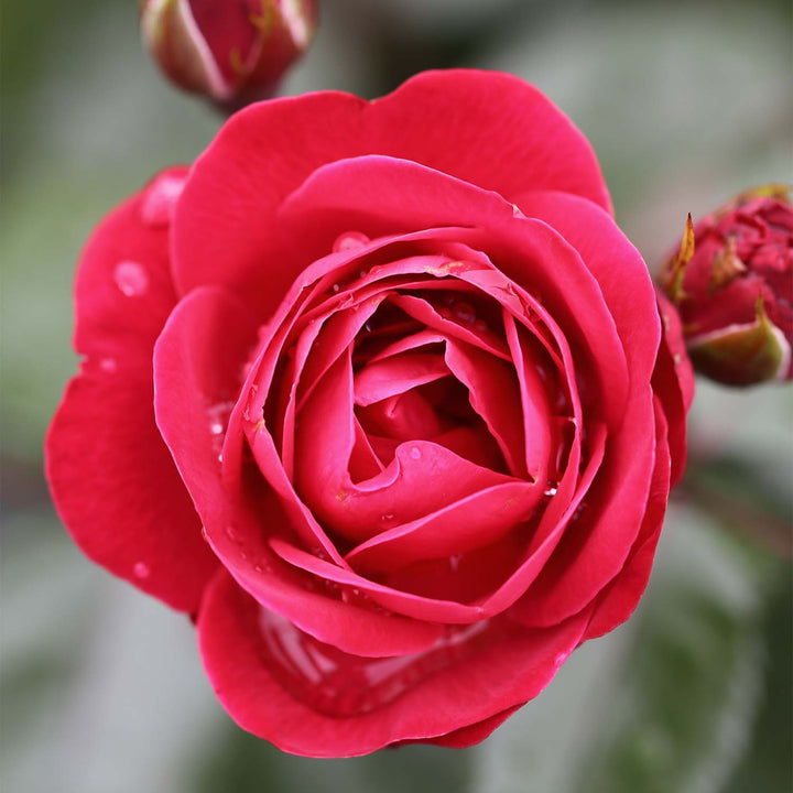 Precious Ruby Rose Seedlings Flower Seeds Perennial Growing Bonsai Corms Tubers Potted Planting Reblooming Fragrant Garden Roots Rhizomes Species Blooms Plant Bulbs Gardening Tree