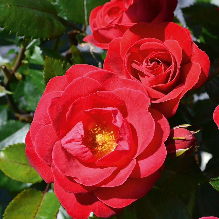 Precious Ruby Rose Seedlings Flower Seeds Perennial Growing Bonsai Corms Tubers Potted Planting Reblooming Fragrant Garden Roots Rhizomes Species Blooms Plant Bulbs Gardening Tree