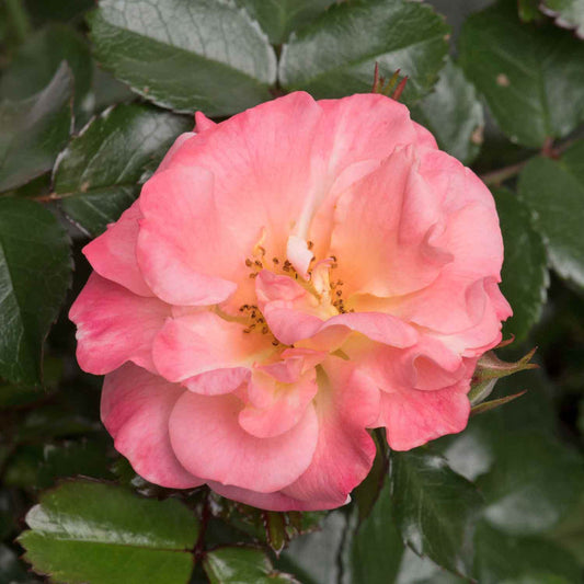 Drift Peach Rose Seedlings Flower Seeds Perennial Growing Bonsai Corms Tubers Potted Planting Reblooming Fragrant Garden Roots Rhizomes Species Blooms Plant Bulbs Gardening Tree