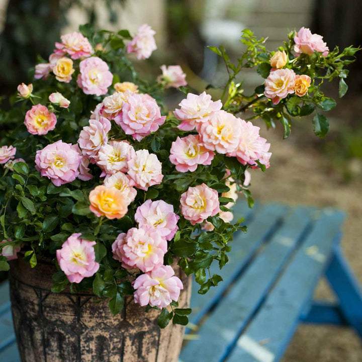 Drift Peach Rose Seedlings Flower Seeds Perennial Growing Bonsai Corms Tubers Potted Planting Reblooming Fragrant Garden Roots Rhizomes Species Blooms Plant Bulbs Gardening Tree