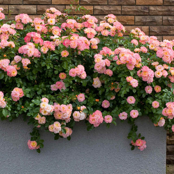 Drift Peach Rose Seedlings Flower Seeds Perennial Growing Bonsai Corms Tubers Potted Planting Reblooming Fragrant Garden Roots Rhizomes Species Blooms Plant Bulbs Gardening Tree